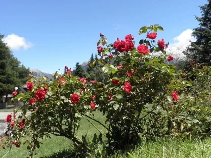 Complejo Valle del Sol en Bariloche - Flores en exterior 2